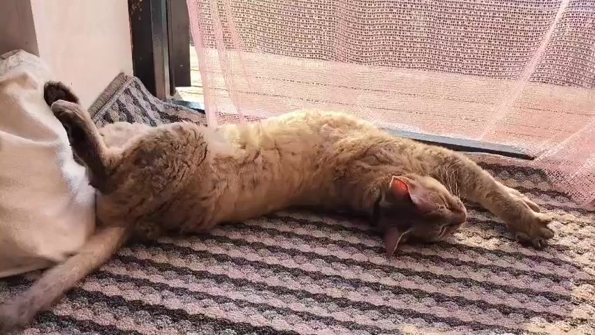 A cat is sprawled out on its back on a patterned rug. The cat's legs are splayed out in various directions, with its hind legs bent upwards. Its head is resting on its side, and its eyes are closed. The cat appears to be sleeping or relaxing. Behind the cat, there is a window with sheer curtains and a cushion. The lighting suggests it is daytime.