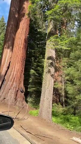 A slow panning shot showcases two massive sequoia trees in a forest. The trees are extremely wide and tall, with reddish-brown bark. Green foliage and other trees surround them. The camera moves from the base of the trees upwards, revealing a gap between them where the sky and more trees can be seen. A car is visible on the left side of the frame, and in the last few seconds, people can be seen getting out of a white car on the right side. The overall environment is a natural forest setting with large trees.