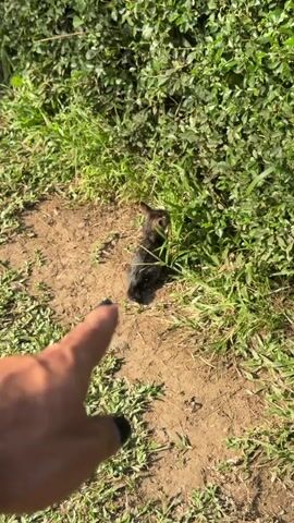A short video clip shows a kitten in a grassy area with some dirt patches. The kitten is small and appears to be a tabby, with dark fur and lighter stripes. It is facing away from the camera and is partially hidden by tall green grass. The sun is shining, suggesting it is daytime, and the overall impression is of an outdoor setting. In the foreground of the first frame, a person's finger is pointing towards the kitten, possibly indicating its presence to someone else. The camera zooms in slightly on the kitten as the video progresses. The scene appears to be natural and informal, with no artificial elements visible apart from the human finger in the initial shot. The kitten seems to be exploring or resting among the vegetation. The location context provided is Tempurejo, Indonesia, which helps to imagine the environment as likely tropical or subtropical, with lush greenery. There is no visible text in the video.