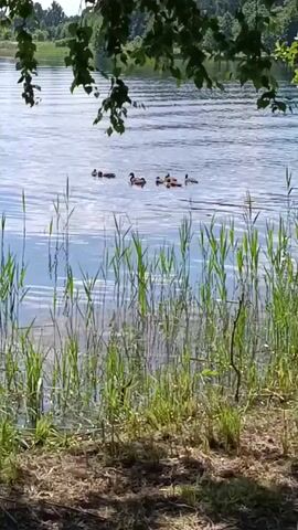 A flock of ducks swims across a calm body of water. Tall green reeds line the foreground of the lake. The background shows a tree line and a bright sky.