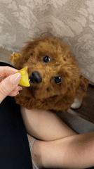 Small brown poodle documented in quiet domestic moments in Sofia