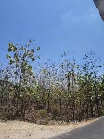 A daytime, low-angle, slightly shaky video shows a dry, sparsely vegetated area with scattered trees under a clear blue sky. The trees are mostly bare with some leaves remaining. The ground is dry, sandy, and unpaved, with a paved road visible in the foreground. A small, open-air structure with a corrugated metal roof and green and yellow accents is situated to the left of the frame. A power line is visible stretching across the sky. The video pans slightly to the right, revealing more of the trees and the sky. There are no people or animals visible in the frame.