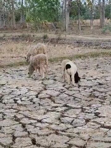 The video shows three sheep grazing in a dry, cracked field. The ground is parched and barren, with large fissures visible throughout the terrain. In the background, a line of trees stands against a pale sky. The sheep appear to be searching for food in the sparse vegetation. One sheep, predominantly white with a black rump and head, is positioned in the center of the frame. To its left, two other sheep, both lighter in color, are also grazing. The overall impression is one of drought and scarcity.