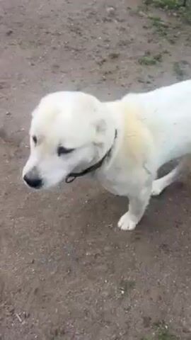 The video shows a medium-sized, mostly white dog with a grey collar walking on a dirt path. The dog has short fur, light grey markings on its head, and appears to be sniffing the ground. The environment is a dirt path with some green patches visible. The lighting suggests it is daytime.
