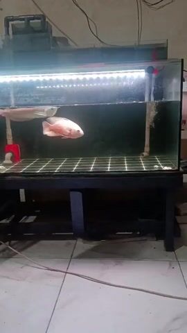 A video displays two large fish swimming in a well-lit aquarium situated on a black metal stand. The aquarium is rectangular and filled with water, and a light strip runs along the top, illuminating the scene. One fish, silver and elongated, swims near the surface, while another, larger fish with pinkish and orange scales, is positioned below it. The background of the aquarium is dark, and external filters and plumbing are visible at the top. The floor appears to be tiled with a light-colored, possibly white, material. The overall impression is one of an indoor aquatic environment.