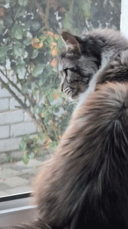 Cats, a dog, and spiders on a quiet Izmail afternoon