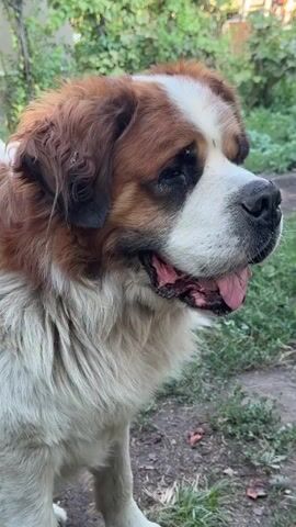 The video shows a close-up of a large Saint Bernard dog's head. The dog has brown and white fur, with characteristic brown markings around its eyes and ears. Its mouth is slightly open, with its pink tongue visible, and it appears to be panting. The dog's fur is thick and shaggy, especially around its neck and chest. The background is blurred, but appears to be an outdoor setting with greenery and dirt on the ground. A blue crate with some red and yellow objects, possibly fruit, is visible in the background to the right. The dog turns its head slightly and sticks its tongue out briefly towards the camera.