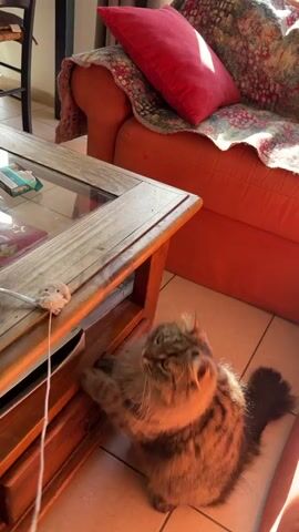The video shows a tabby cat playing with a string in a living room setting. The cat, positioned on the tiled floor next to a wooden coffee table with a glass top, reaches up to grab a white string hanging from the table's edge. A hand is visible, holding and manipulating the string to entice the cat. On top of the coffee table, a spoon, a pack of cigarettes, and other items are visible. Behind the coffee table, an orange sofa with a decorative throw and a red pillow can be seen. The room is well-lit, with sunlight streaming in.