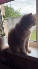 Morning cat spends 16 minutes on windowsill watching outside
