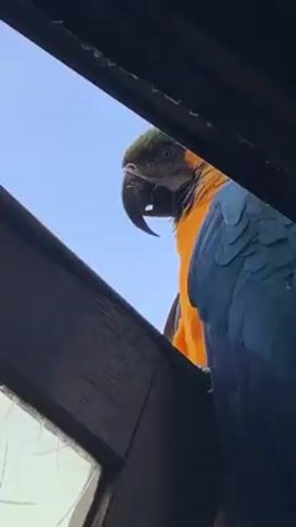 The video shows a close-up, low-angle shot of a blue and gold macaw perched on a dark wooden structure, possibly a window frame or part of a building. The macaw is mostly blue, with yellow or orange feathers visible beneath its wings. Its head is mostly green, and it has a large black beak. The bird appears to be looking directly at the camera with one eye. The background is a clear blue sky. The wooden structure is weathered, with some visible cracks.