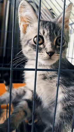 Tabby kittens in cages, Rejoagung — eating, sleeping, curious