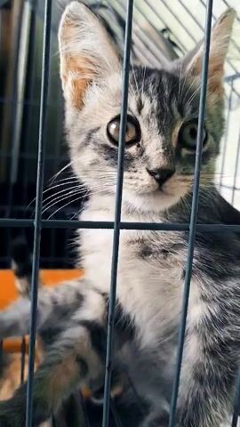 A close-up shot shows a tabby kitten in a cage. The kitten is grey and white with black stripes. It has large, round eyes that are looking up and to the right. The cage bars are black and create a grid pattern over the kitten's face. In the background, there is an orange object and the cage bars continue to create a grid pattern.