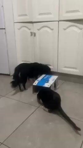 In a well-lit kitchen with white cabinets and tiled flooring, a black dog and a black and white cat are focused on a small cardboard box. The dog is sniffing around the top of the box, while the cat has its head inside. Suddenly, the cat jumps back, seemingly startled by something inside the box.