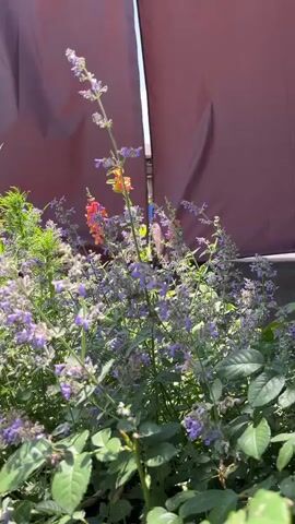 The video shows a close-up view of a garden with various flowers and plants. In the foreground, there are blooming purple flowers, possibly catmint, with green leaves. To the left, a tall, green, sword-like leaf is prominent, with a hint of purple at its tip. A couple of peach-colored roses are visible in the lower left corner. In the background, behind the flowers, a reddish-brown fabric screen is visible, casting a shadow. Above the screen, a clear blue sky with a few white clouds can be seen. There are also glimpses of houses and rooftops in the distance, suggesting a suburban or rural setting. The sunlight is bright, indicating it is daytime. The camera pans slowly across the scene, focusing on the different elements of the garden.