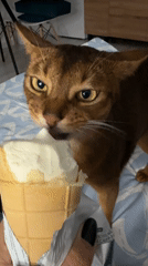 Brown cat steals a lick of vanilla ice cream