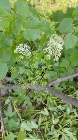 This is a close-up, top-down video of a plant with small white flowers and green buds, set against a background of larger green leaves and dried leaves on the ground. The plant appears to be in a natural, outdoor setting, likely a garden or wooded area. A brown branch runs diagonally across the lower part of the frame, partially obscuring the plant. The lighting suggests it is daytime, and the overall atmosphere is serene and natural. No people, text, or specific events are depicted. The location context provided is Saransk, Russia.