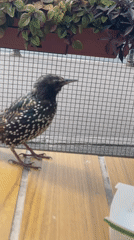 European Starling up close on a wooden surface, Saint Petersburg