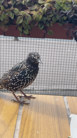 European Starling up close on a wooden surface, Saint Petersburg