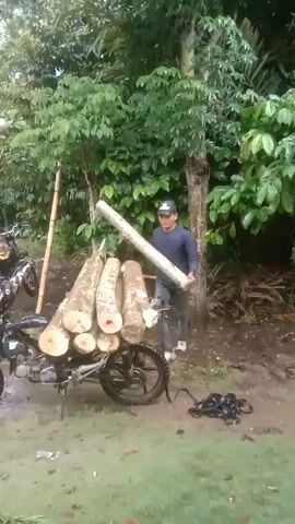 A man is seen loading logs onto a motorcycle trailer in a rural, outdoor environment. The motorcycle is parked on a muddy patch of ground in front of a lush, green backdrop of trees and foliage. A pile of logs rests on the trailer attached to the motorcycle. The man, wearing a long-sleeved shirt, jeans, and a baseball cap, lifts and places logs onto the trailer. After adding a log, he walks out of frame, moving past a green and white column. A set of dark-colored straps lies on the ground near the motorcycle. The lighting suggests it is daytime.