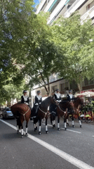 Formal horse carriage procession travels through Barcelona streets