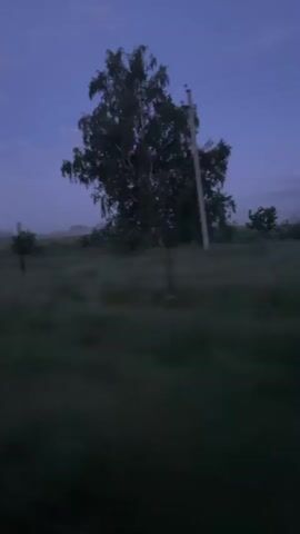 The video captures a landscape at dusk or dawn. The sky is a deep blue, transitioning to purple with faint clouds. A large tree with sparse foliage stands prominently on the right side of the frame, next to a utility pole and wires. In the middle ground, there is a field of tall grass or crops, appearing hazy and possibly shrouded in mist. The foreground is dominated by dark, blurred greenery, indicating movement, likely from a vehicle. The overall impression is one of a rural, open space during twilight hours. There are no people or animals visible.