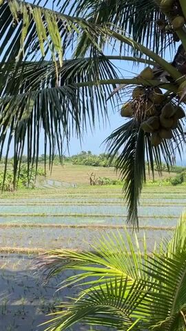A close-up shot of a palm tree with coconuts is in the foreground, its fronds partially obscuring the view of lush green rice terraces in the distance. The sky is clear and blue. The rice terraces appear to be flooded, reflecting the sunlight. The overall scene evokes a tropical, serene environment.
