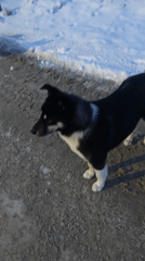 Dog spotted on snowy muddy path in Russia