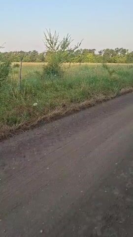 A dirt road runs diagonally from the bottom right to the upper left of the frame. On the left side of the road, there is a grassy field with a few scattered trees and bushes. A fence post is visible on the left edge of the field. The sky is clear and pale blue. The video appears to be taken while moving, as the perspective of the scene shifts slightly.