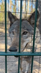 Wildlife preserve visit documented in rural Belarus village