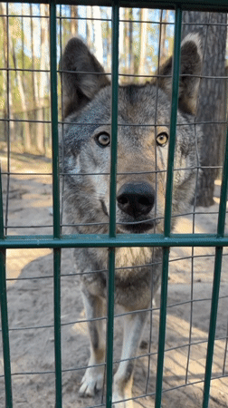 Wildlife preserve visit documented in rural Belarus village