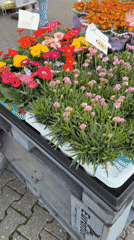 Street fair sets up in Radevormwald with rides, food, and flowers