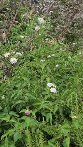 The video shows a close-up, panning view of a garden area with a variety of plants. In the foreground, there are tall, green, leafy plants, possibly rosemary, with small sprigs. Behind these, there are plants with delicate white flowers and some pink flowers. Higher up, a tree or bush with dark, reddish-brown leaves and clusters of small, light-colored berries or fruits is visible. The lighting suggests it is daytime, and the overall impression is one of a lush, natural outdoor setting. The camera pans slightly, revealing more of the plant life and the texture of the leaves and flowers. There are no people or animals visible in the frame.