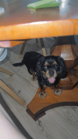 Cavalier King Charles Spaniel plays at home with a toy nearby