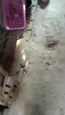 The video shows a blurry, low-light view of an outdoor market stall. There are vegetables, primarily cabbage, piled on a wooden surface. A pink plastic basket is visible, as well as a blue bucket and some other miscellaneous items. The ground appears to be dirt or concrete, with some debris scattered around. The camera is moving, creating a sense of movement and instability. The overall impression is one of a busy, somewhat unkempt market environment.