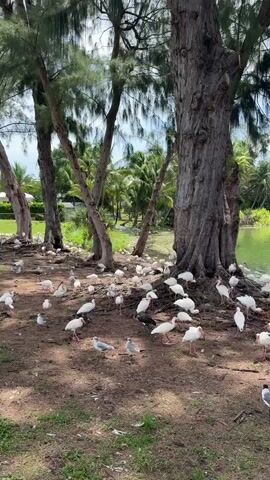 A large group of white ibises and several seagulls are gathered on the ground near a large tree. The ground is covered with dirt and some dry leaves. In the background, there is a body of water with some greenery and trees on the opposite shore. The sky is blue with some white clouds. The video appears to be taken during the daytime.