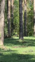Tree maintenance and recreation observed in Dmitrov forests