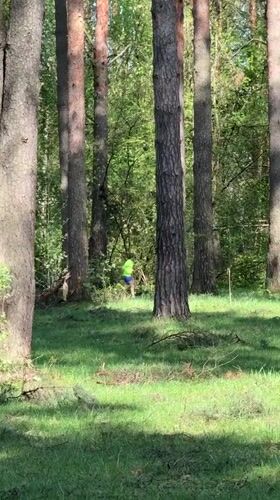 Tree maintenance and recreation observed in Dmitrov forests