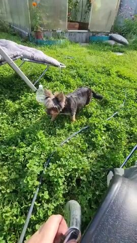 A small dog with dark fur and tan markings stands on a patch of green grass. The dog has a plastic bottle balanced on its head. The dog is looking down at the grass. In the background, there is a reclining chair, a greenhouse, and other plants. A person's hand is visible in the foreground, holding what appears to be a cucumber. The video is taken from a high angle.