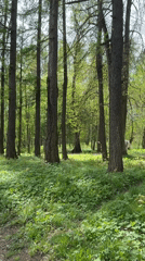 Spring scenes documented across St. Petersburg region forests and towns