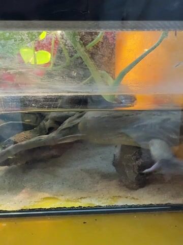 In a clear glass aquarium, a camouflaged turtle, likely a mata mata, is visible submerged in murky water. The water level is approximately halfway up the tank. The bottom of the aquarium is covered with light-colored sand, and there are pieces of dark, gnarled driftwood or rock formations providing cover. Above the water line, green aquatic plants with round leaves can be seen growing.

At the beginning of the video, the turtle is positioned on the left side of the tank, with its head slightly angled upwards, its snout just breaking the water's surface. Its flat, irregular-shaped shell and textured skin blend seamlessly with the environment. It begins to move slowly towards the right side of the tank, using its splayed, paddle-like feet to propel itself. As it moves, its body slightly rotates, revealing more of its distinctive, flattened form. Its movements are deliberate and unhurried. The turtle continues its slow journey across the tank, staying near the bottom, before the video ends. The background behind the tank has a warm, yellow-orange glow, suggesting artificial lighting.