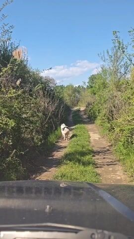 The video shows a car driving down a dirt path. The path is surrounded by green bushes and trees on both sides. A dog, primarily white with black markings, runs down the path ahead of the car. The sky is blue with scattered white clouds. The view is from the driver's perspective, looking through the car's windshield. The hood of the car is visible in the bottom of the frame.