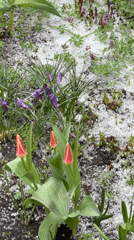 Spring hailstorm hits Russian village, covers tulips and cars