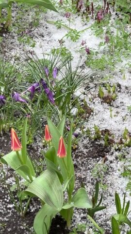 The scene features a garden bed covered in small, white hailstones. Amidst the hail, several plants are visible. There are three red and yellow tulip buds in the foreground, their green leaves streaked with darker shades. Behind the tulips, there is a cluster of purple crocuses mixed with blades of grass. A smattering of other green plants and sprouting foliage can also be seen dispersed throughout the garden bed. Rain or melting hail creates a wet sheen across the surfaces. The camera remains still, focused closely on the plants.