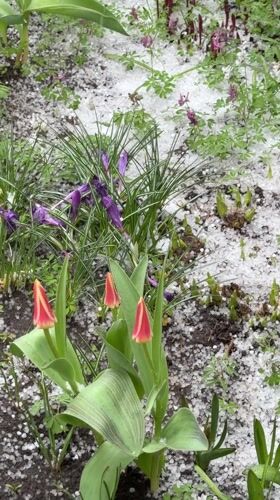Spring hailstorm hits Russian village, covers tulips and cars