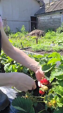 A person's hands are shown in a garden, picking strawberries. The person is wearing a pink shirt. The background shows a house and a wooden building. The strawberries are red and ripe.