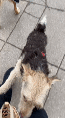 Dogs spotted on Moscow sidewalk and park bridge