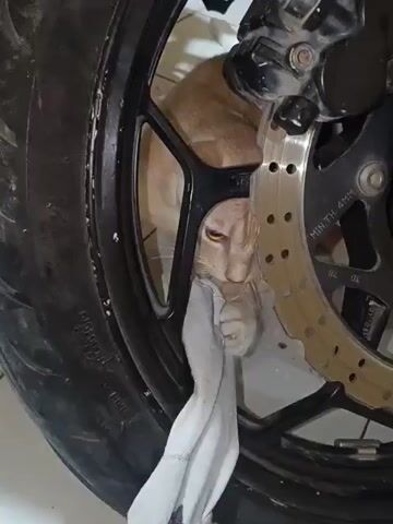 An orange cat is sleeping, nestled comfortably within the spokes of a black motorcycle wheel, close to a silver brake disc. The cat's head is resting, and its eyes are closed. The brake disc has "MIN. TH. 4MM" engraved on it. The motorcycle tire is visible on the left side of the frame. The background visible through the wheel suggests an indoor environment.