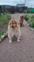 Child plays with two large dogs in Russian village yard