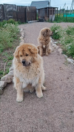 Child plays with two large dogs in Russian village yard