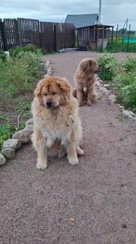 Child plays with two large dogs in Russian village yard
